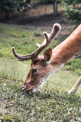 Sika deer eating grass