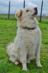 White golden retriever at the park