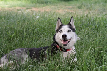 Husky dog on a field of grass at the park