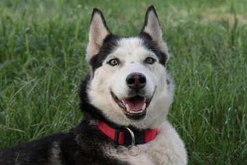 Husky dog on a field of grass at the park