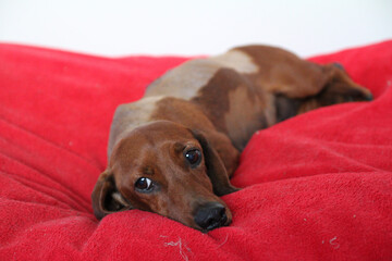 Brown female dachshund lying on bed