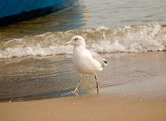 Baltic sea coast, Baltic sea and sandy beach on a summer day