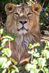 Obraz premium A young male lion in a zoo, relaxing in his outdoor enclosure at a sunny day in summer.