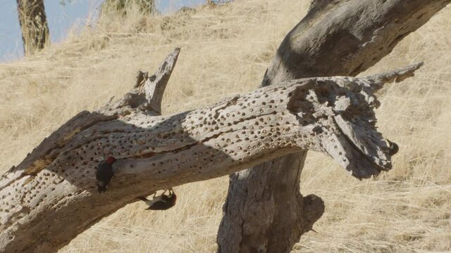 Acorn woodpeckers on granary tree branch
