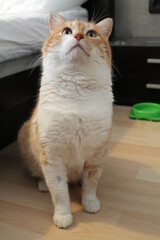 Orange and white male cat in his room.