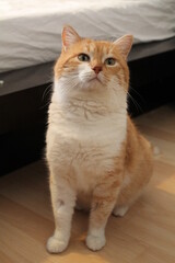 Fototapeta na wymiar Orange and white male cat in his room.