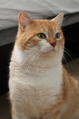 Fototapeta na wymiar Orange and white male cat in his room.