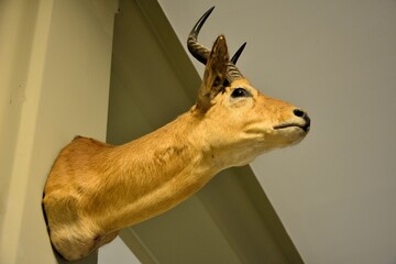 Taxidermied head of a Gazelle antelope on a wall