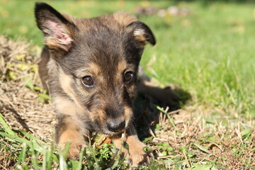 Cute little brown puppy dog in the park