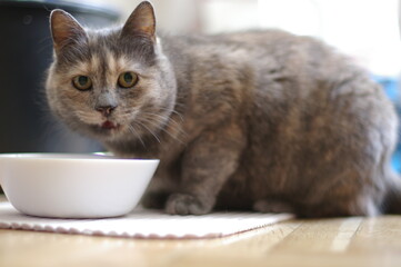 Grey and brown cat eating from white bowl of cat food.