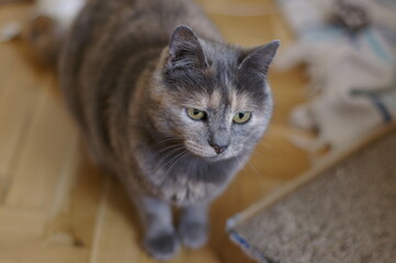 Grey and brown cat looking at camera.