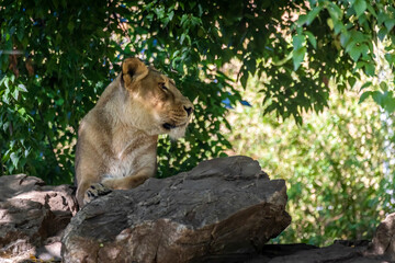 Naklejka na ściany i meble A young female lion in a zoo, relaxing in here outdoor enclosure at a sunny day in summer.