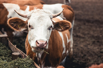 Cows on the form. Milk production. Household animals.