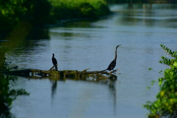 heron in the lake