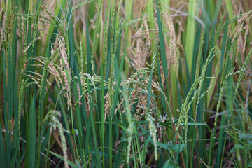 Obraz premium Rice terraces of Sapa, Vietnam