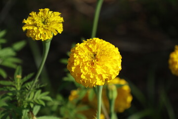 マリーゴールド
