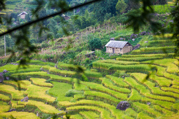 Rice terraces of Sapa, Vietnam