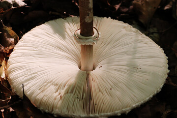 Parasol mushroom lies in the leaves and its slats are clearly visible. Edible. Healthy.