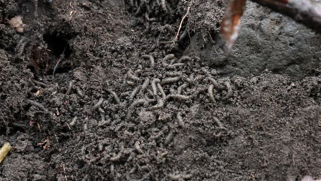 Colonies of larvae underground. A many worms - grubs are writhe between roots in earth.