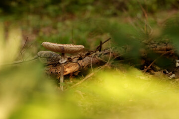 Parasol mushroom stands in the edge of the forest. Edible. Healthy.