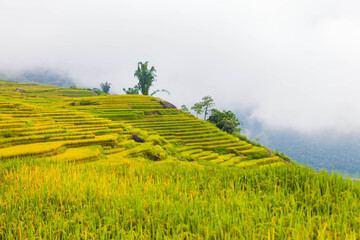 Rice terraces of Sapa, Vietnam