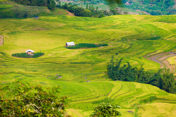 Rice terraces of Sapa, Vietnam