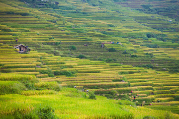 Fototapeta premium Rice fields on terraced of Mu Cang Chai, YenBai, Vietnam. Rice fields prepare the harvest at Northwest Vietnam.Vietnam landscapes