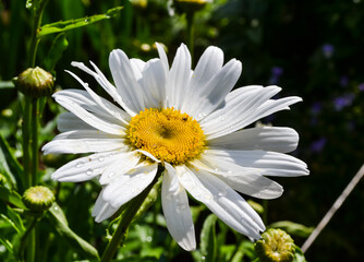 white-yellow flower with green grass in a summer Park, chamomile