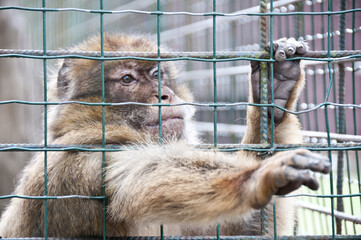 Singe en cage , tristesse zoo 