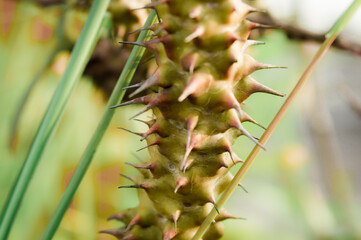 Close up of spiked sharp thorn and needle part of Euphorbia Milii crown of thorns cactus plant in sunlight.  It is a spiny shrubs and cactus succulents tropical species ornamental houseplant