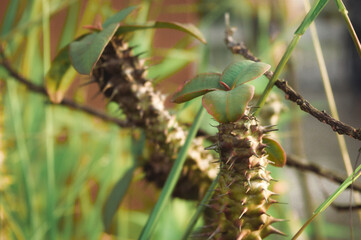 Close up of spiked sharp thorn and needle part of Euphorbia Milii crown of thorns cactus plant in sunlight.  It is a spiny shrubs and cactus succulents tropical species ornamental houseplant