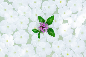 Phlox paniculata flower