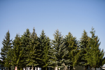 Fototapeta na wymiar pine tree in the forest