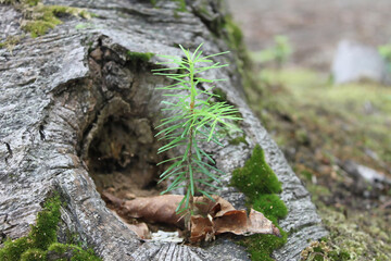 木の隙間から生える芽