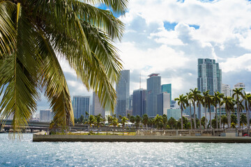 Palm branch. Miami downtown in the background