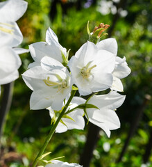 white-yellow flower with green grass in a summer Park, chamomile.