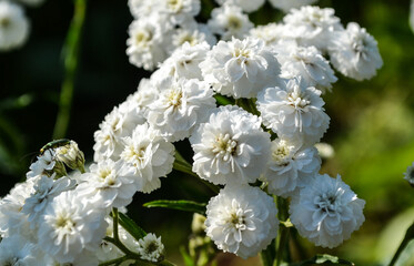 white-yellow flower with green grass in a summer Park, chamomile.