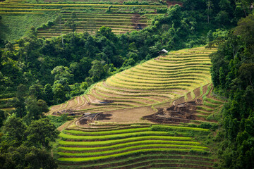 Rice fields on terraced of Mu Cang Chai, YenBai, Vietnam. Rice fields prepare the harvest at...