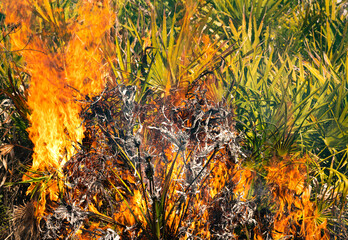 Palmetto field ablaze as fire burns through all the foliage and bushes and trees leaving destruction behind 