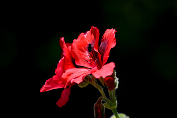 Fototapeta premium red and yellow