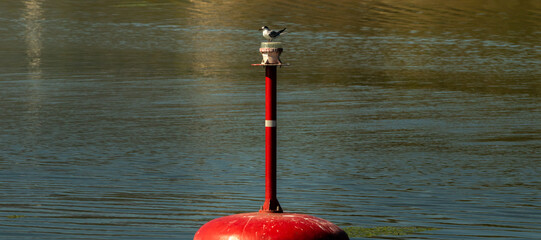 Small bird seagull on a buoy in Lake Skadar, flora and fauna of the national park of Montenegro