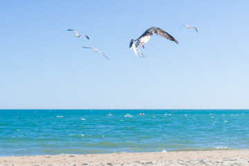 Fototapeta na wymiar Seagulls flying over sea and blue sky