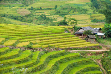 Rice fields on terraced of Mu Cang Chai, YenBai, Vietnam. Rice fields prepare the harvest at Northwest Vietnam.Vietnam landscapes