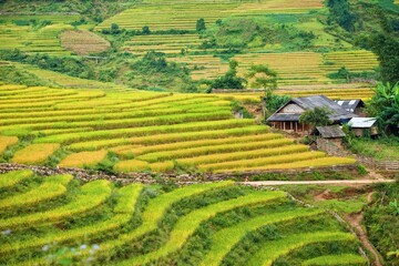 Rice fields on terraced of Mu Cang Chai, YenBai, Vietnam. Rice fields prepare the harvest at Northwest Vietnam.Vietnam landscapes