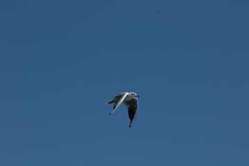 Heron in flight, flora and fauna of Skadar lake in Montenegro