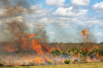 Palmetto field ablaze as fire burns through all the foliage and bushes and trees leaving destruction behind 