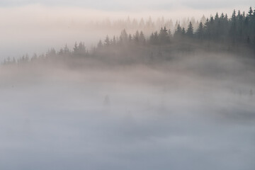 Obraz na płótnie Canvas Autumn landscape of the foggy forest, at sunrise