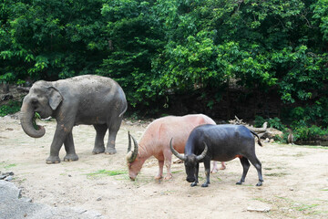 Albino buffalo and black buffalo, baby elephant feed on green grass and tree leaves in zoo or reserve. Herbivores, cloven-hoofed animals