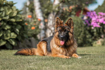Dog, German shepherd lies in the autumn lawn in garden
