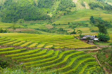Rice fields on terraced of Mu Cang Chai, YenBai, Vietnam. Rice fields prepare the harvest at Northwest Vietnam.Vietnam landscapes